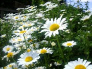 Roberto Alamino - Daisies
