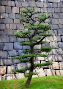 Roberto Alamino - Japanese Tree