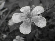 Roberto Alamino - Raindrops